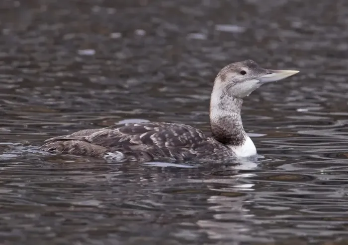 Framed Print : White-billed Diver (Gavia adamsii) immature, first summer plumage, swimming on sea, Northern Norway, june