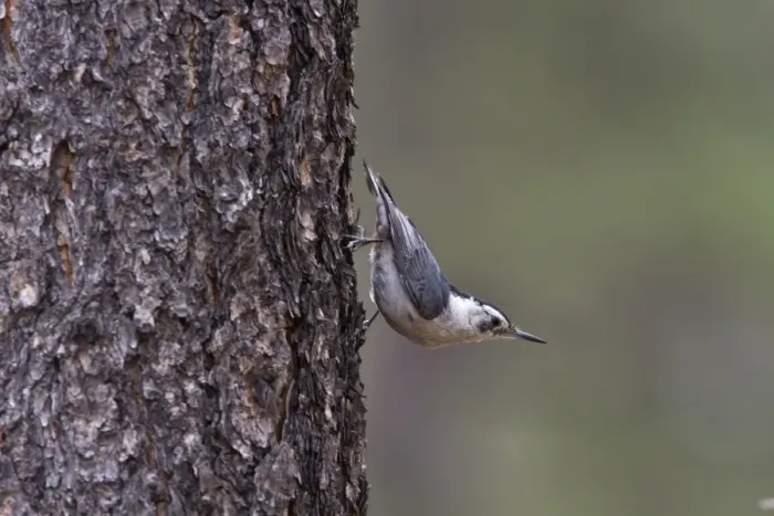 Framed Print : White breasted Nuthatch on pine tree, Utah, USA Framed Print : White breasted Nuthatch on pine tree, Utah, USA