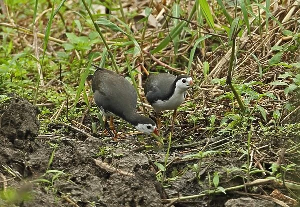 White-breasted Waterhen (Amaurornis phoenicurus phoenicurus) adult pair, feeding in ditch, Taiwan, April