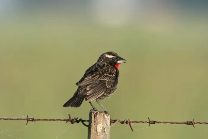 Framed Print : White-browed Blackbird (Sturnella superciliaris) immature male, perched on fencepost, Haras del Sur, Buenos Aires, Argentina, october Framed Print : White-browed Blackbird (Sturnella superciliaris) immature male, perched on fencepost, Haras del Sur, Buenos Aires, Argentina, october