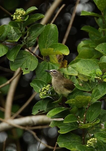 White-browed Bulbul (Pycnonotus luteolus insulae) endemic race, adult, perched in bush, Sri lanka, december