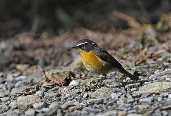 White-browed Bush-robin (Tarsiger indicus indicus) adult male, standing on road, Eaglenest Wildlife Sanctuary