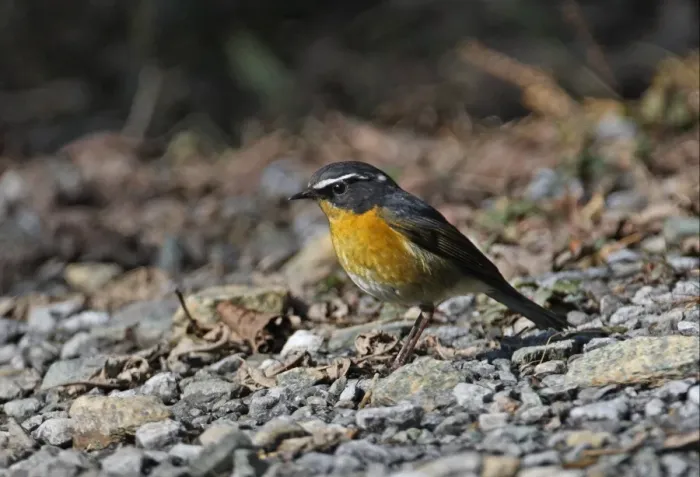 Framed Print : White-browed Bush-robin (Tarsiger indicus indicus) adult male, standing on road, Eaglenest Wildlife Sanctuary