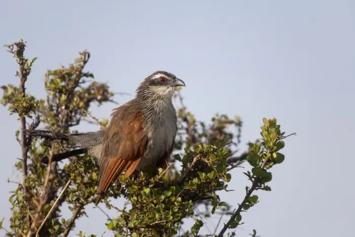 Framed Print : White-browed Coucal (Centropus superciliosus) adult, perched on branch, Masai Mara, Kenya, August