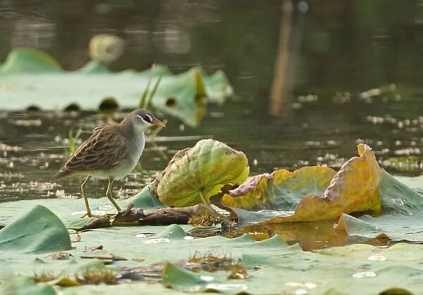 White-browed Crake (Porzana cinerea) adult, standing on waterlily leaves, Ang Trapaeng Thmor, Cambodia, January