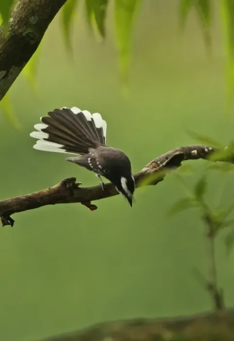 Framed Print : White-browed Fantail (Rhipidura aureola) adult male, fanning tail in display, perched on branch, Sri Lanka, december Framed Print : White-browed Fantail (Rhipidura aureola) adult male, fanning tail in display, perched on branch, Sri Lanka, december