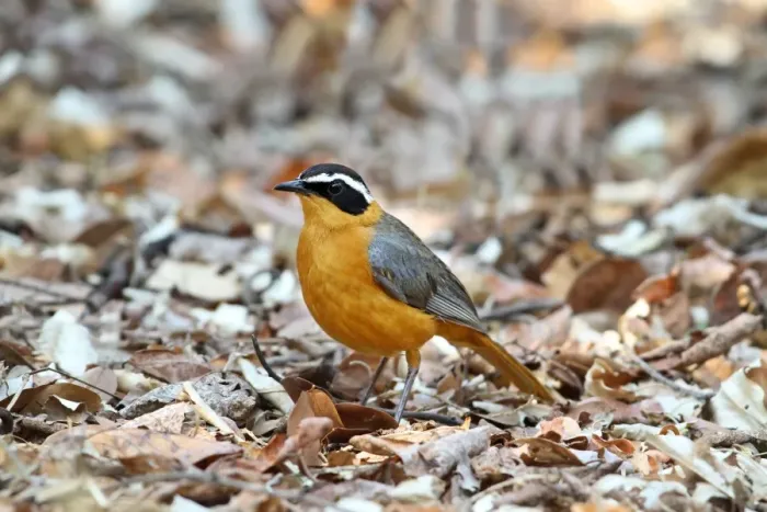 Framed Print : White-browed Robin-chat (Cossypha heuglini) adult, standing amongst leaf litter, Chobe N. P. Botswana Framed Print : White-browed Robin-chat (Cossypha heuglini) adult, standing amongst leaf litter, Chobe N. P. Botswana