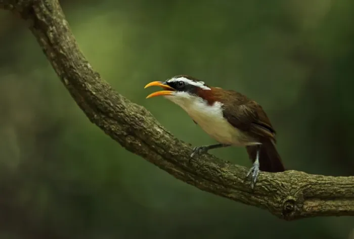 Framed Print : White-browed Scimitar-babbler (Pomatorhinus schisticeps) adult, calling, perched on vine stem, near Kaeng Krachan