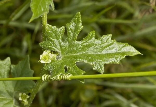 White Bryony (Bryonia dioica) close-up of flower, leaf and twining tendril, Dorset, England, June