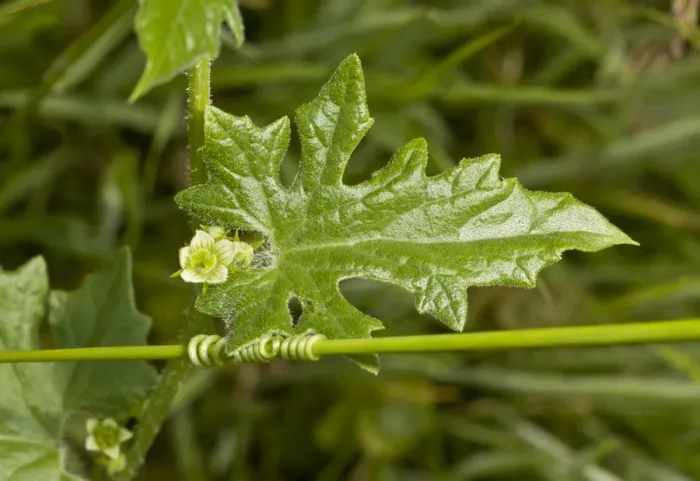 Framed Print : White Bryony (Bryonia dioica) close-up of flower, leaf and twining tendril, Dorset, England, June