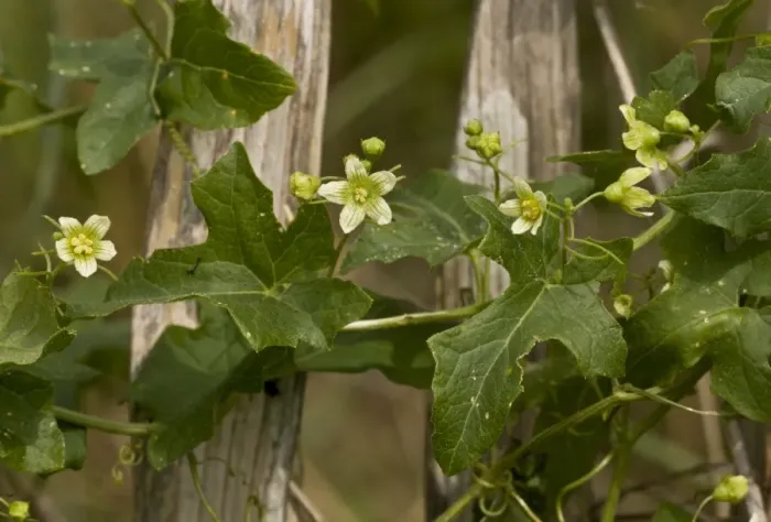 Framed Print : White Bryony (Bryonia dioica) flowering, growing on fence, August
