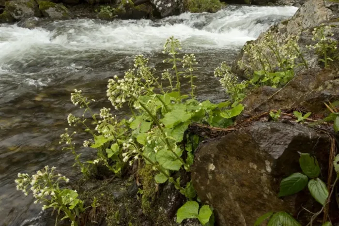 Framed Print : White Butterbur (Petasites albus) flowering, growing beside stream in woodland, French Pyrenees, France, May Framed Print : White Butterbur (Petasites albus) flowering, growing beside stream in woodland, French Pyrenees, France, May
