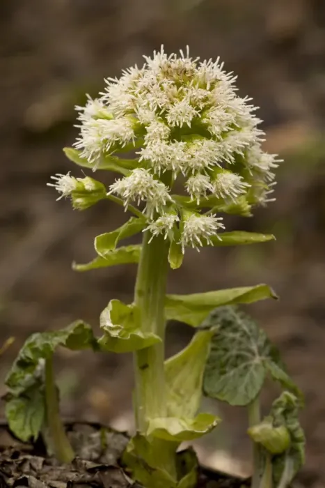 Framed Print : White Butterbur (Petasites albus) flowering, Rila Mountains, Bulgaria, may Framed Print : White Butterbur (Petasites albus) flowering, Rila Mountains, Bulgaria, may