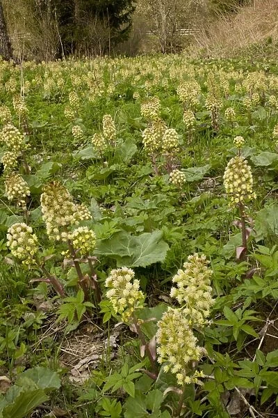 White Butterbur (Petasites albus) flowering mass, Rila Mountains, Bulgaria, may