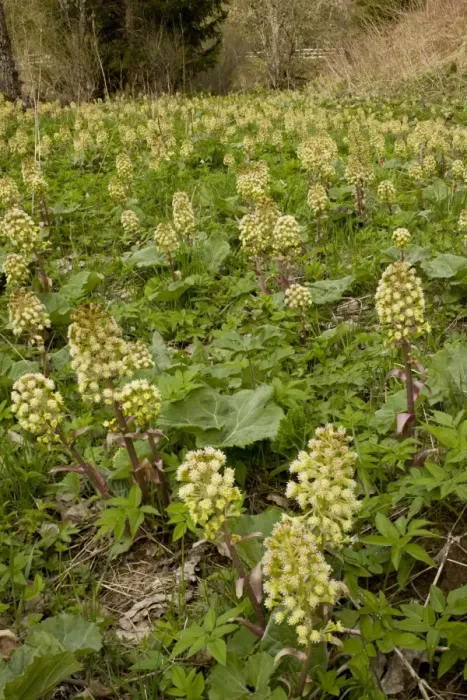Framed Print : White Butterbur (Petasites albus) flowering mass, Rila Mountains, Bulgaria, may Framed Print : White Butterbur (Petasites albus) flowering mass, Rila Mountains, Bulgaria, may