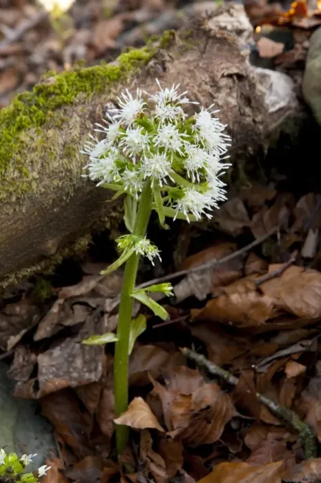 Framed Print : White Butterbur (Petasites albus) introduced species, flowering, growing in woodland on shore of lake, Lake Windermere Framed Print : White Butterbur (Petasites albus) introduced species, flowering, growing in woodland on shore of lake, Lake Windermere