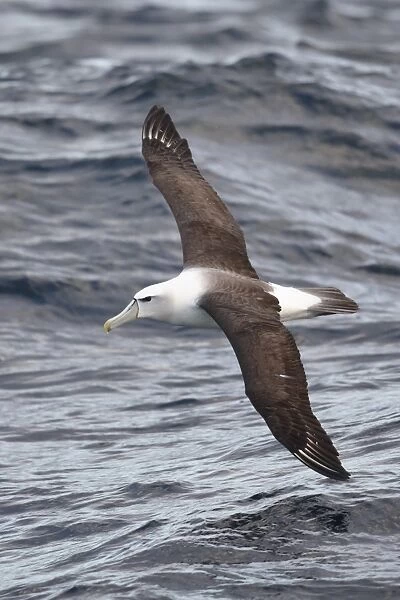 White-capped Albatross (Thalassarche steadi) adult, in flight over sea, off New Zealand, March
