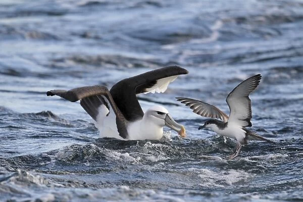 White-capped Albatross (Thalassarche steadi) adult, and Bullers Shearwater (Puffinus bulleri) adult