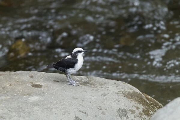 White-capped Dipper (Cinclus leucocephalus) adult, standing on rock in montane stream, Andes, Ecuador, November