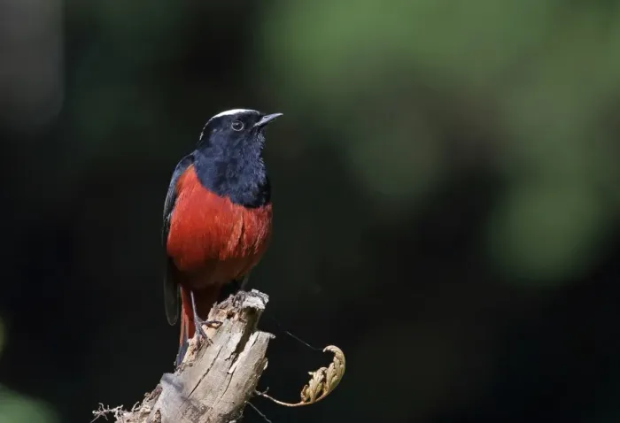Framed Print : White-capped Water-redstart (Chaimarrornis leucocephalus) adult male, perched on snag, Doi Ang Khang
