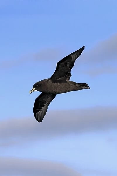 White-chinned Petrel (Procellaria aequinoctialis) adult, in flight, Cape of Good Hope, Western Cape, South Africa, June