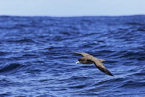 White-chinned Petrel (Procellaria aequinoctialis) adult, in flight low over sea, Cape of Good Hope, Western Cape