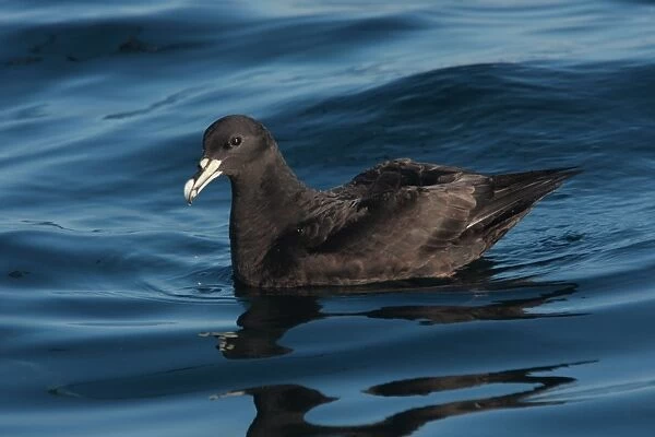 White-chinned Petrel (Procellaria aequinoctialis) adult, swimming at sea on wintering grounds, off Mar de Plata, Buenos Aires, Argentina, july