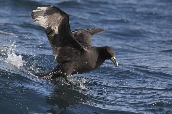White-chinned Petrel (Procellaria aequinoctialis) adult, landing on water at sea, off Cape Town, Western Cape