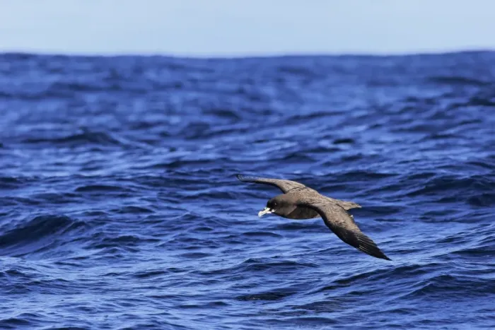Framed Print : White-chinned Petrel (Procellaria aequinoctialis) adult, in flight low over sea, Cape of Good Hope, Western Cape Framed Print : White-chinned Petrel (Procellaria aequinoctialis) adult, in flight low over sea, Cape of Good Hope, Western Cape