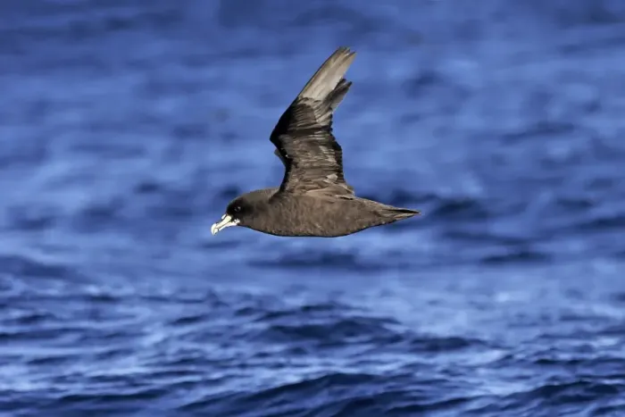 Framed Print : White-chinned Petrel (Procellaria aequinoctialis) adult, in flight low over sea, Cape of Good Hope, Western Cape Framed Print : White-chinned Petrel (Procellaria aequinoctialis) adult, in flight low over sea, Cape of Good Hope, Western Cape
