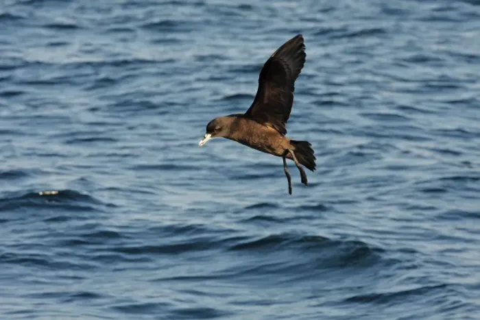 Framed Print : White-chinned Petrel (Procellaria aequinoctialis) adult, in flight over sea on wintering grounds, off Mar de Plata, Buenos Aires, Argentina, july Framed Print : White-chinned Petrel (Procellaria aequinoctialis) adult, in flight over sea on wintering grounds, off Mar de Plata, Buenos Aires, Argentina, july