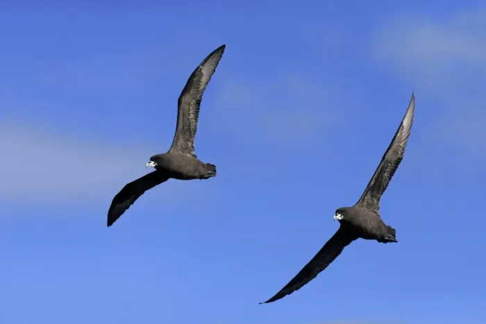 Framed Print : White-chinned Petrel (Procellaria aequinoctialis) adult pair, in flight, Cape of Good Hope, Western Cape, South Africa Framed Print : White-chinned Petrel (Procellaria aequinoctialis) adult pair, in flight, Cape of Good Hope, Western Cape, South Africa