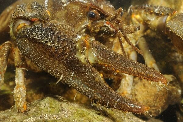 White-clawed Freshwater Crayfish (Austropotamobius italicus) adult male, close-up of claw with Parasitic Annelid
