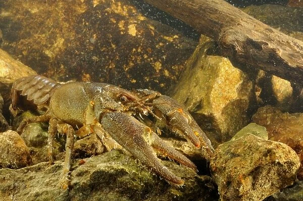 White-clawed Freshwater Crayfish (Austropotamobius italicus) adult male, with with Parasitic Annelid
