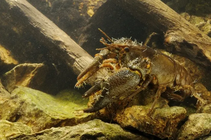 Framed Print : White-clawed Freshwater Crayfish (Austropotamobius italicus) adult male, with Parasitic Annelid (Branchiobdella astaci) Framed Print : White-clawed Freshwater Crayfish (Austropotamobius italicus) adult male, with Parasitic Annelid (Branchiobdella astaci)