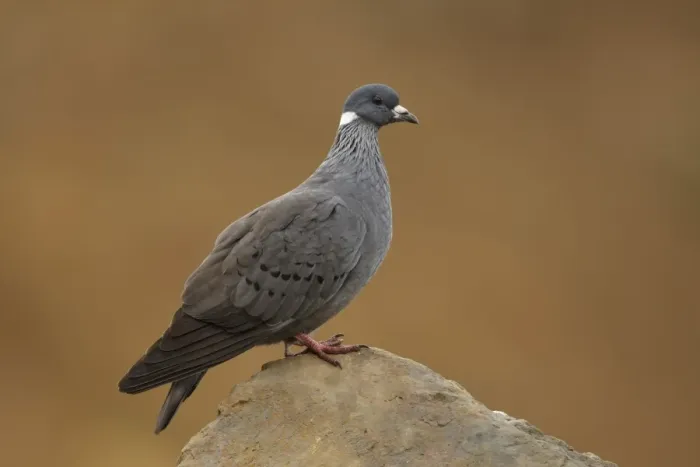 Framed Print : White-collared Pigeon (Columba albitorques) adult, standing on rock, Bale Mountains, Oromia, Ethiopia Framed Print : White-collared Pigeon (Columba albitorques) adult, standing on rock, Bale Mountains, Oromia, Ethiopia