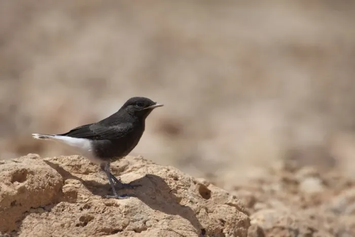 Framed Print : White-crowned Black Wheatear (Oenanthe leucopyga) juvenile, standing on rock, High Atlas, Morocco, may Framed Print : White-crowned Black Wheatear (Oenanthe leucopyga) juvenile, standing on rock, High Atlas, Morocco, may