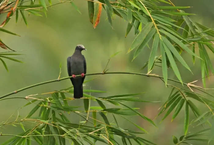 Framed Print : White-crowned Pigeon (Patagioenas leucocephala) adult, perched on bamboo, Ecclesdown Road, Jamaica, march Framed Print : White-crowned Pigeon (Patagioenas leucocephala) adult, perched on bamboo, Ecclesdown Road, Jamaica, march