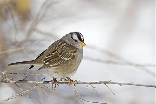 White-crowned Sparrow (Zonotrichia leucophrys) adult, perched on stem in snow, Bosque del Apache National Wildlife Refuge, New Mexico, U. S. A. december