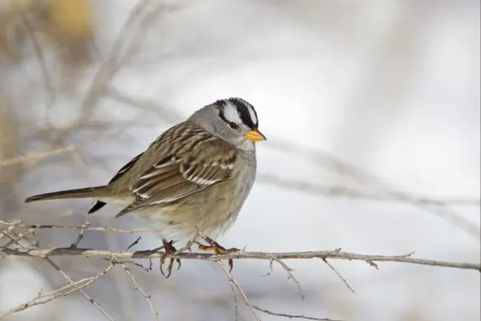 Framed Print : White-crowned Sparrow (Zonotrichia leucophrys) adult, perched on stem in snow, Bosque del Apache National Wildlife Refuge, New Mexico, U. S. A. december Framed Print : White-crowned Sparrow (Zonotrichia leucophrys) adult, perched on stem in snow, Bosque del Apache National Wildlife Refuge, New Mexico, U. S. A. december