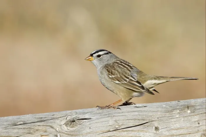Framed Print : White-crowned Sparrow (Zonotrichia leucophrys) adult, perched on wood, Bosque del Apache National Wildlife Refuge, New Mexico, U. S. A. november Framed Print : White-crowned Sparrow (Zonotrichia leucophrys) adult, perched on wood, Bosque del Apache National Wildlife Refuge, New Mexico, U. S. A. november