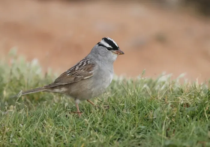 Framed Print : White-crowned Sparrow (Zonotrichia leucophrys) adult, standing on short grass, Arches N. P. Utah, U. S. A. may Framed Print : White-crowned Sparrow (Zonotrichia leucophrys) adult, standing on short grass, Arches N. P. Utah, U. S. A. may