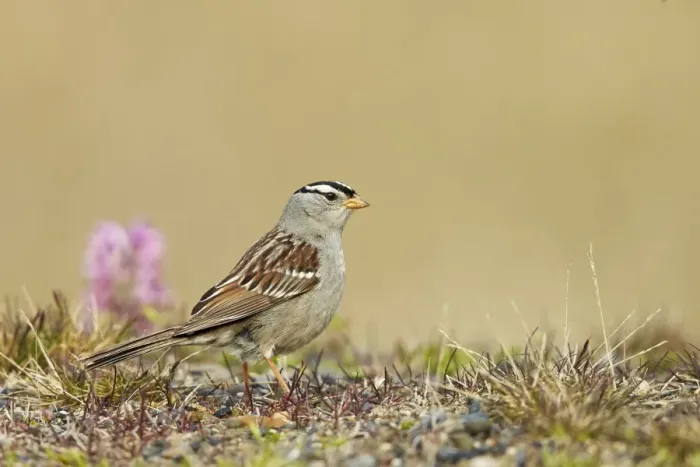 Framed Print : White-crowned Sparrow (Zonotrichia leucophrys) adult, standing on tundra, near Barrow, Alaska, U. S. A. June Framed Print : White-crowned Sparrow (Zonotrichia leucophrys) adult, standing on tundra, near Barrow, Alaska, U. S. A. June