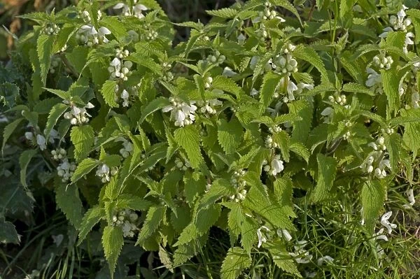 White Dead-nettle, Lamium album, group of plants in flower