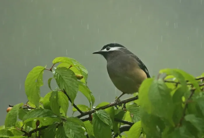 Framed Print : White-eared Sibia (Heterophasia auricularis) adult, perched in fruiting tree during rainfall Framed Print : White-eared Sibia (Heterophasia auricularis) adult, perched in fruiting tree during rainfall