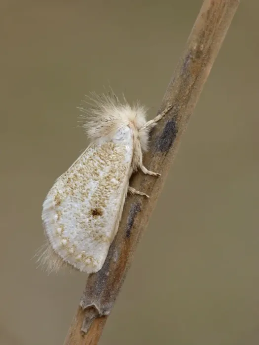 Framed Print : White Epicoma Moth (Epicoma argentata) adult male, roosting on eucalyptus stick, Western Australia, Australia Framed Print : White Epicoma Moth (Epicoma argentata) adult male, roosting on eucalyptus stick, Western Australia, Australia
