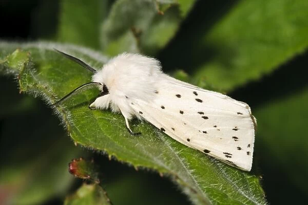 White Ermine (Spilosoma lubricipeda) adult male, resting on leaf, Priory Water Nature Reserve, Leicestershire, England
