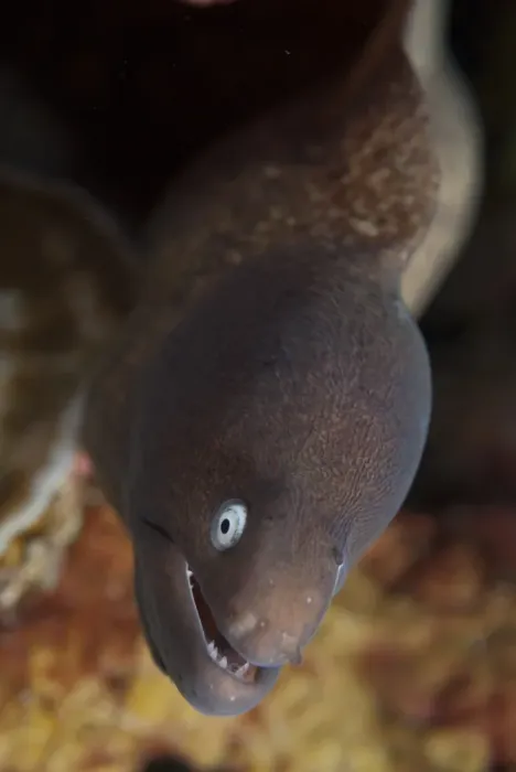 Framed Print : White-eyed Moray (Siderea thyrsoidea) adult, close-up of head, Reta Island, Alor Archipelago, Lesser Sunda Islands Framed Print : White-eyed Moray (Siderea thyrsoidea) adult, close-up of head, Reta Island, Alor Archipelago, Lesser Sunda Islands