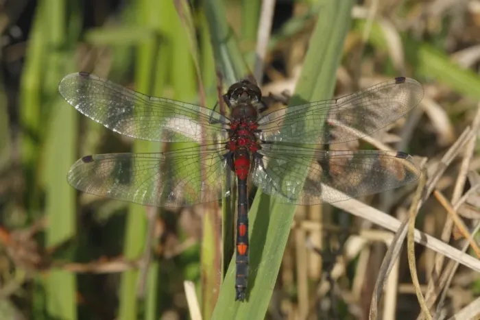 Framed Print : White-faced Darter (Leucorrhinia dubia) adult male, resting on leaf, Whixall Moss National Nature Reserve, Shropshire, England, june Framed Print : White-faced Darter (Leucorrhinia dubia) adult male, resting on leaf, Whixall Moss National Nature Reserve, Shropshire, England, june