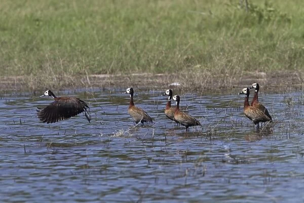 White faced Ducks group about to take-off Okavango delta